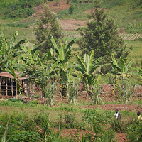 Photo de Rwanda - Rusumo
